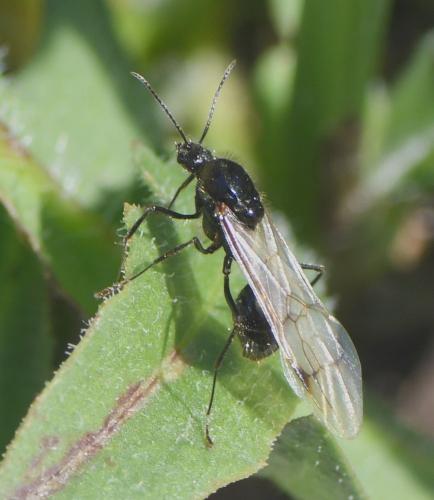 Réf. 242 083 : Messor sp.